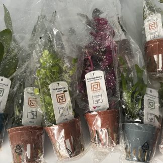 Bundled plants (5 high quality plants) - Advanced